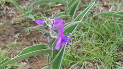 Tradescantia sillamontana