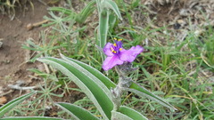Tradescantia sillamontana