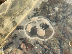 Ptychogena lactea