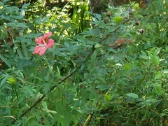 Hibiscus coccineus