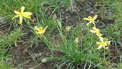 Echeandia flavescens