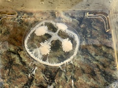 Ptychogena lactea