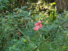 Hibiscus coccineus