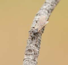 Myrmecia
