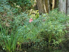 Hibiscus coccineus
