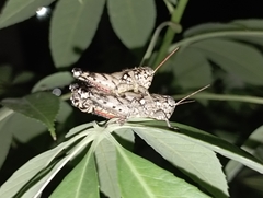 Agroecotettix modestus