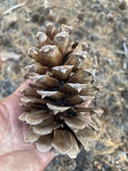 Pinus jeffreyi