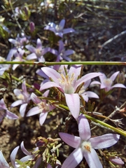 Philotheca reichenbachii