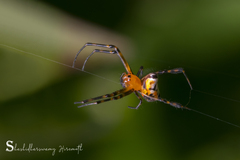 Leucauge fastigata