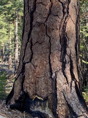 Pinus jeffreyi