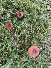 Lactarius camphoratus