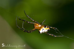 Leucauge fastigata