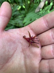 Fuchsia excorticata