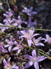 Philotheca reichenbachii