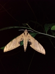 Protambulyx strigilis