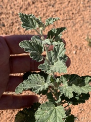 Sphaeralcea parvifolia
