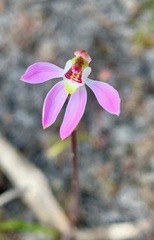 Caladenia pusilla