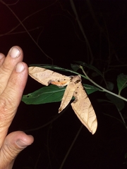 Protambulyx strigilis