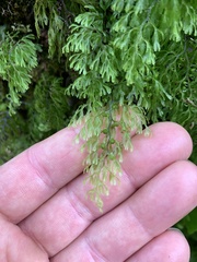 Hymenophyllum multifidum