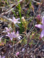 Philotheca reichenbachii