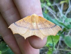 Tetracis cervinaria