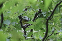 Cardellina canadensis