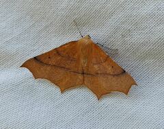 Tetracis cervinaria