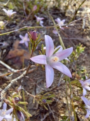 Philotheca reichenbachii