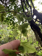 Muehlenbeckia australis