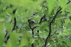 Cardellina canadensis