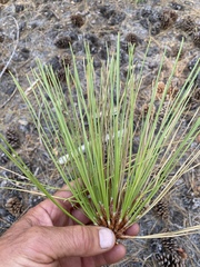 Pinus jeffreyi
