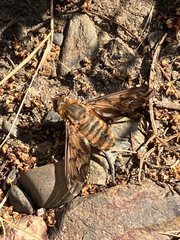 Poecilanthrax arethusa