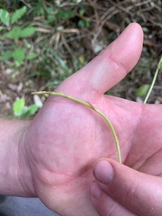 Muehlenbeckia australis