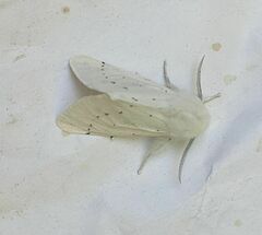 Spilosoma vestalis