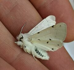 Spilosoma vestalis