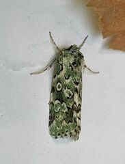 Bryolymnia viridata