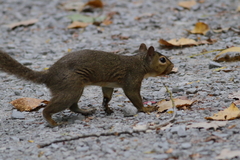 Sciurus carolinensis