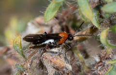 Braconidae