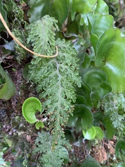Hymenophyllum scabrum