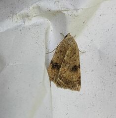 Micrathetis triplex
