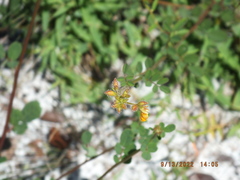 Chapmannia floridana