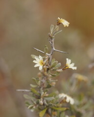 Scaevola spinescens