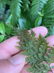 Hymenophyllum scabrum