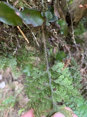 Hymenophyllum scabrum