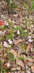 Hemiandra pungens