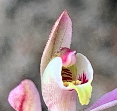 Caladenia pusilla
