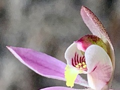 Caladenia pusilla