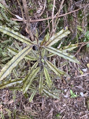 Quintinia serrata