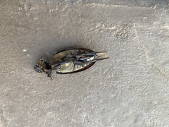 Hydrophilus triangularis