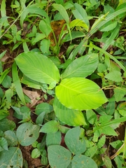 Goeppertia panamensis